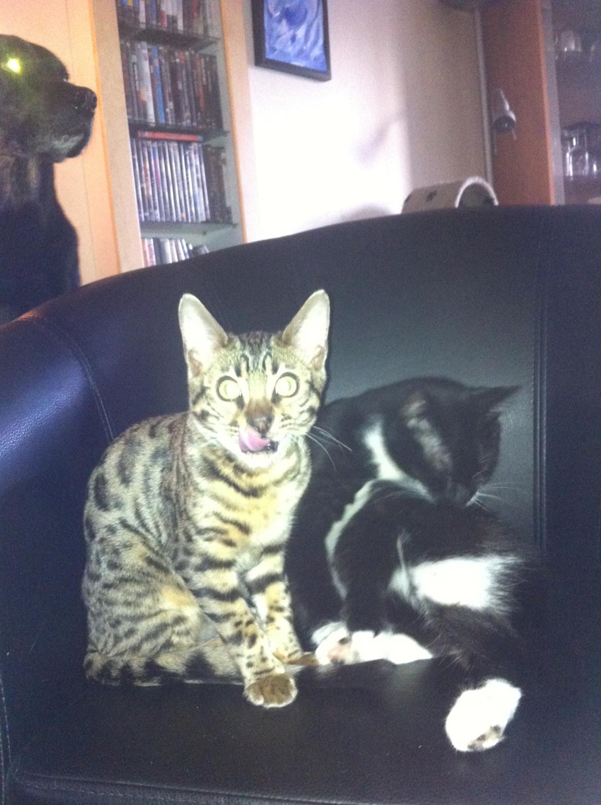 Bengal Cheeky Spots of Golden Haze DK, Benjii - Benjii's "storebror" huskatten Bassemand.  billede 13