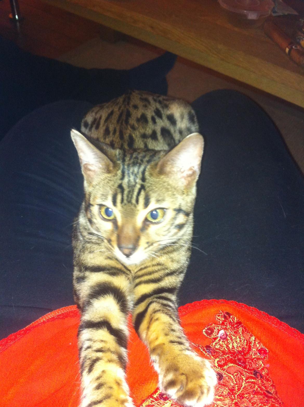 Bengal Cheeky Spots of Golden Haze DK, Benjii - Det er så dejligt at ligge hos mor :) billede 14