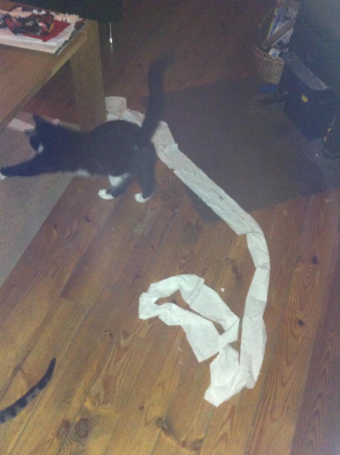 Bengal Cheeky Spots of Golden Haze DK, Benjii - "Se hvor dygtige vi er!" billede 15