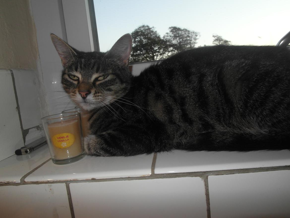 Blanding af racer Lilo billede 1