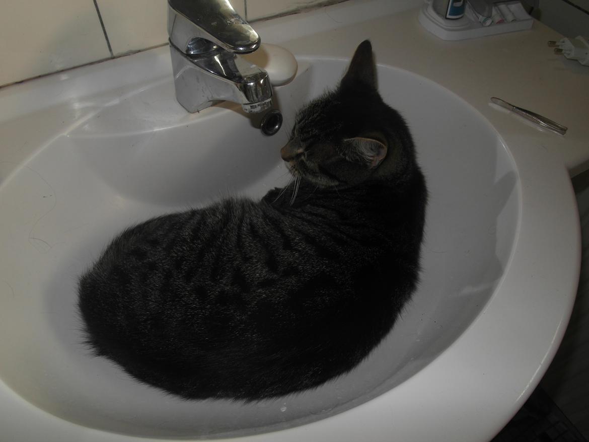 Blanding af racer Lilo - Tager lige en slapper i håndvasken. :-) billede 2