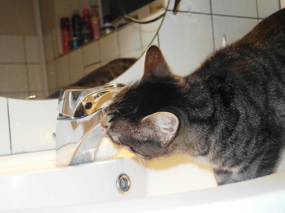 Blanding af racer Lilo - Så blev man tørstig! :) billede 3