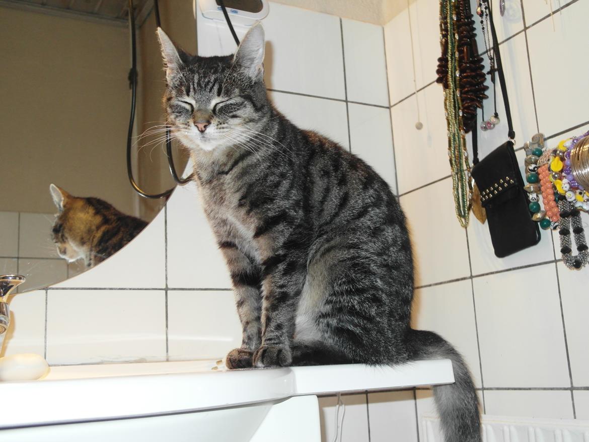 Blanding af racer Lilo billede 4