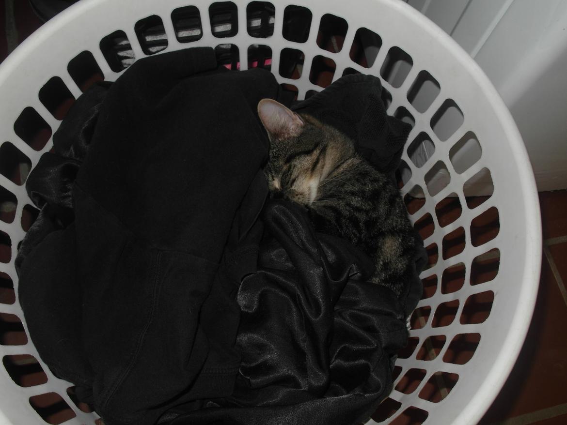 Blanding af racer Lilo - Elsker at gemme sig i vasketøjskurven :) billede 5