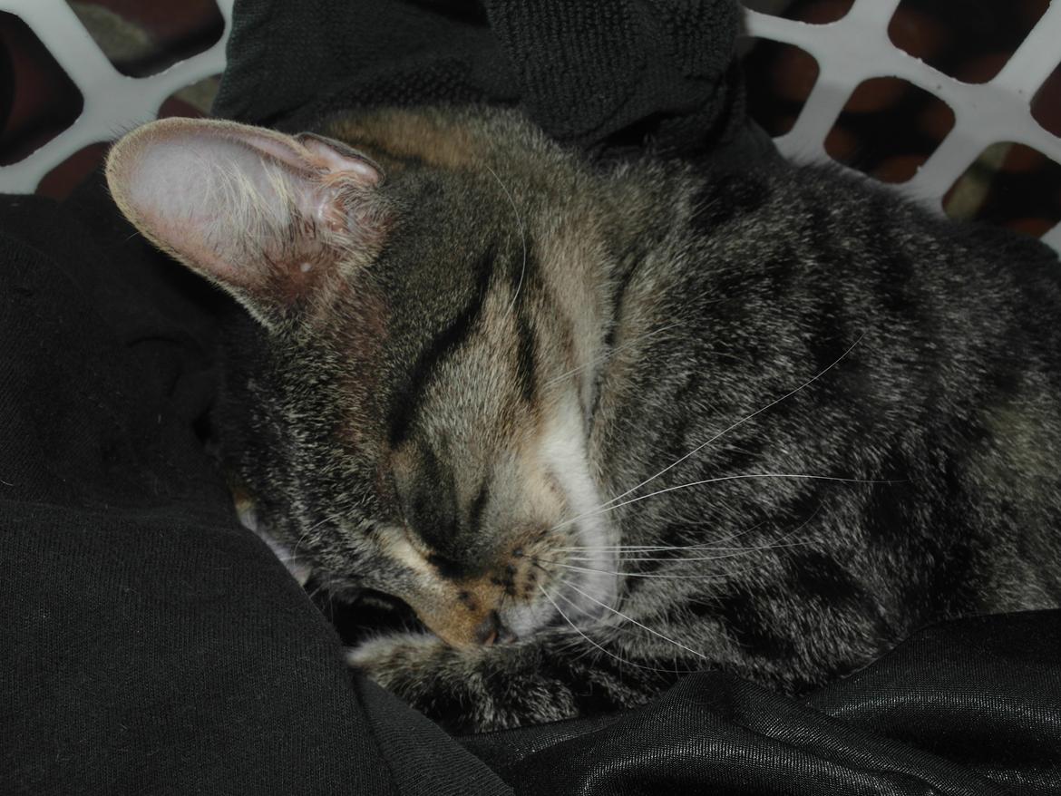 Blanding af racer Lilo billede 6