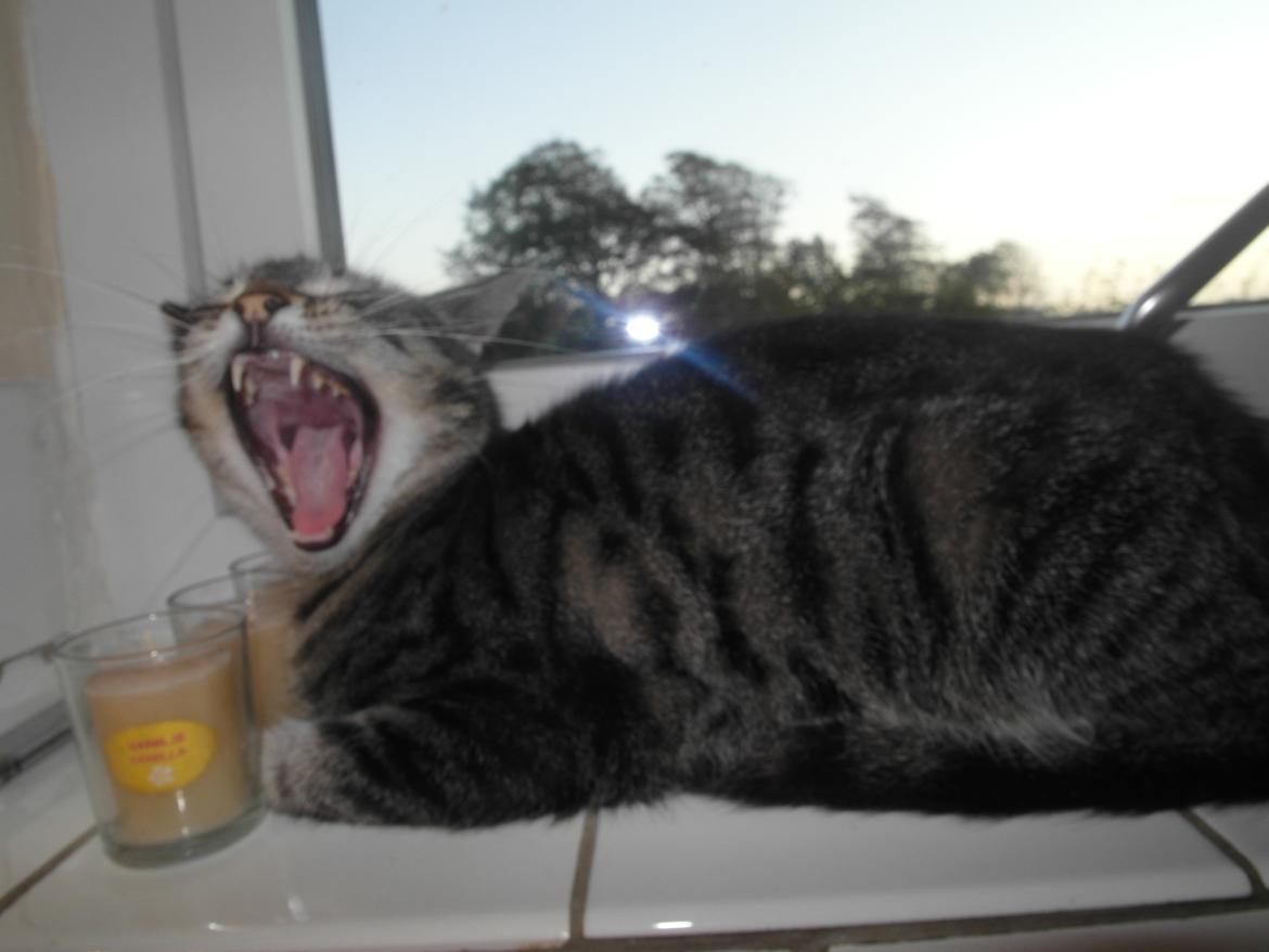 Blanding af racer Lilo billede 7