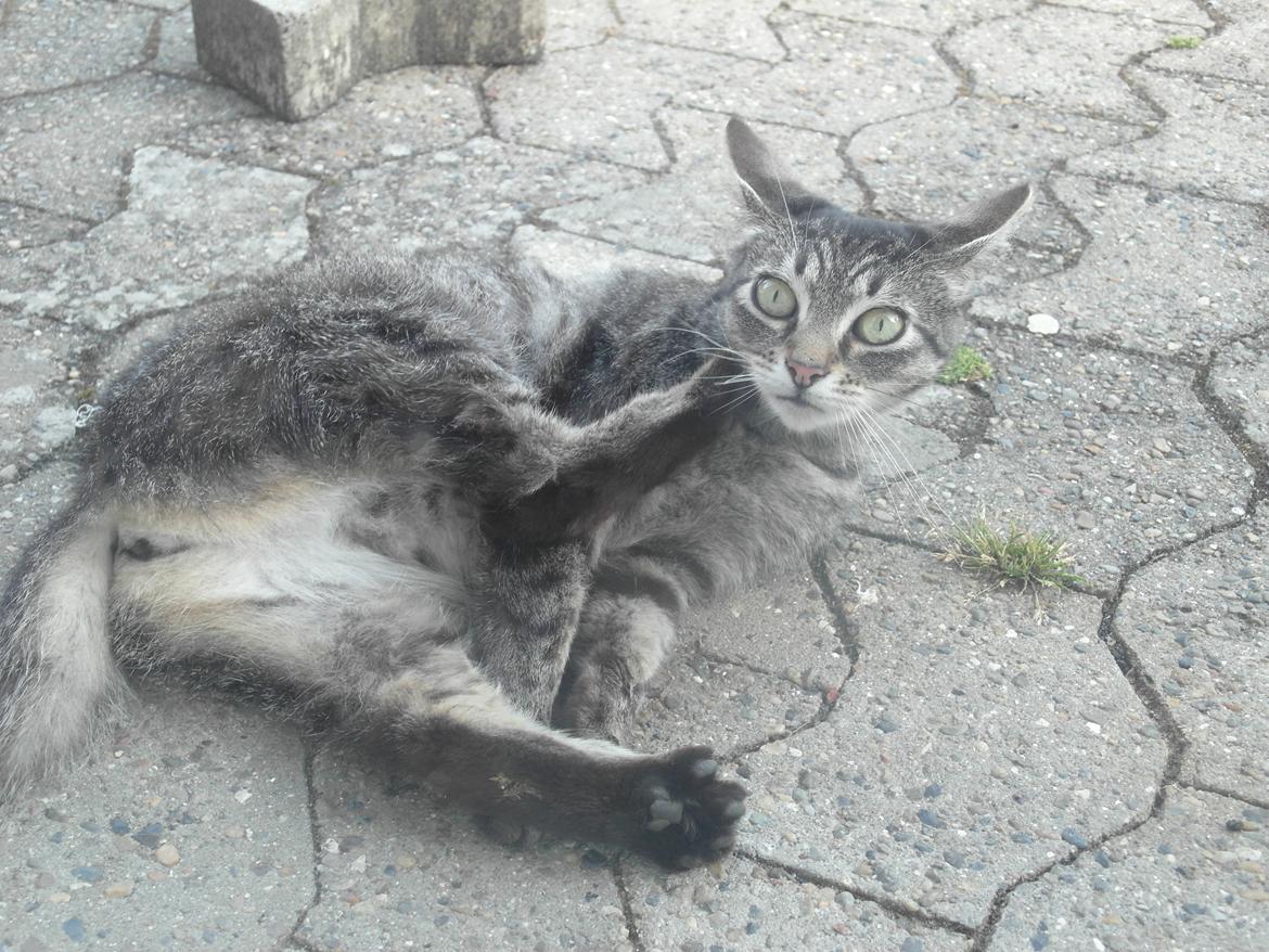 Blanding af racer Lilo billede 8