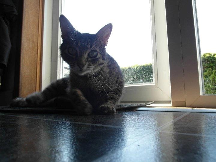 Blanding af racer Lilo billede 9