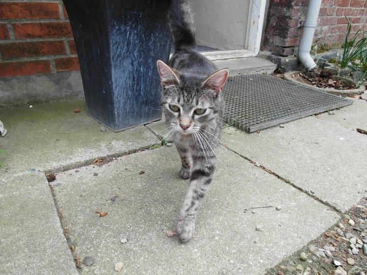 Blanding af racer Lilo billede 10