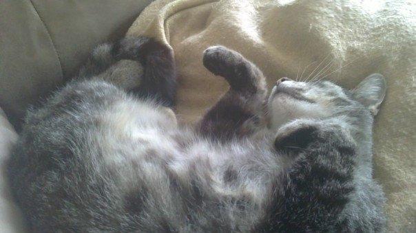 Blanding af racer Lilo billede 11