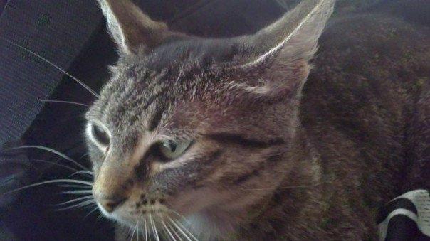 Blanding af racer Lilo billede 12