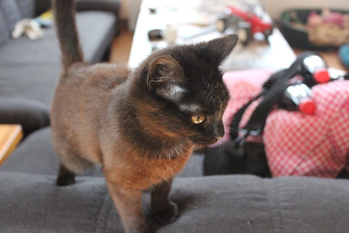 Huskat Niam billede 10