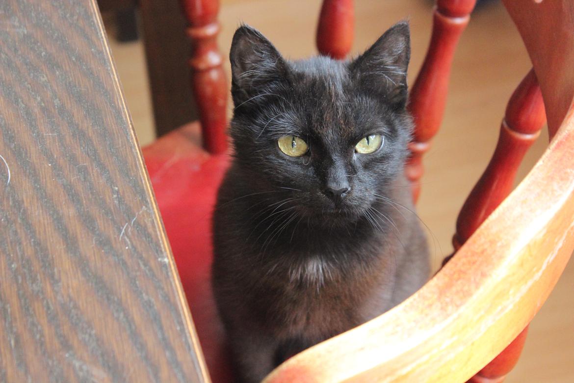 Huskat Niam billede 12