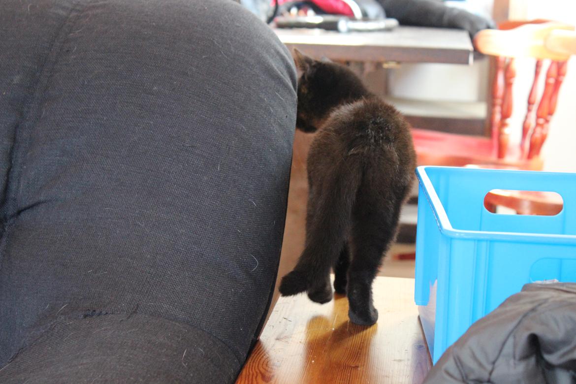 Huskat Niam billede 14