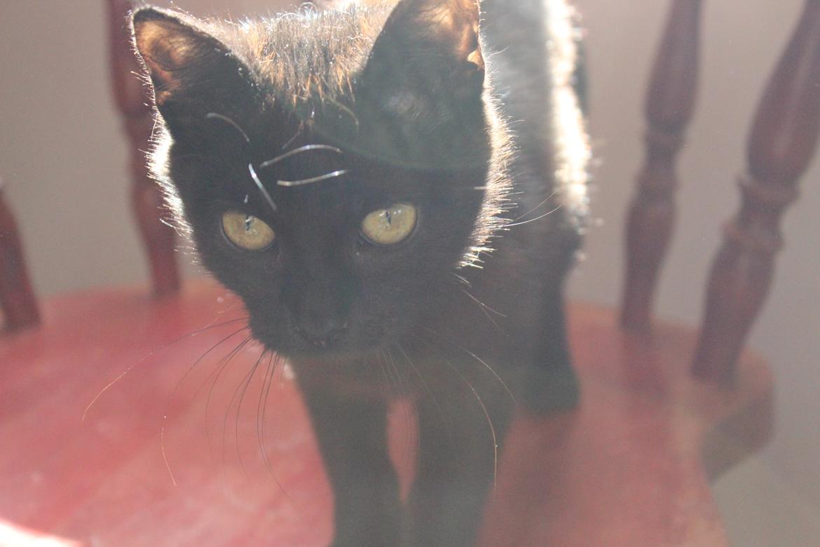 Huskat Niam billede 15