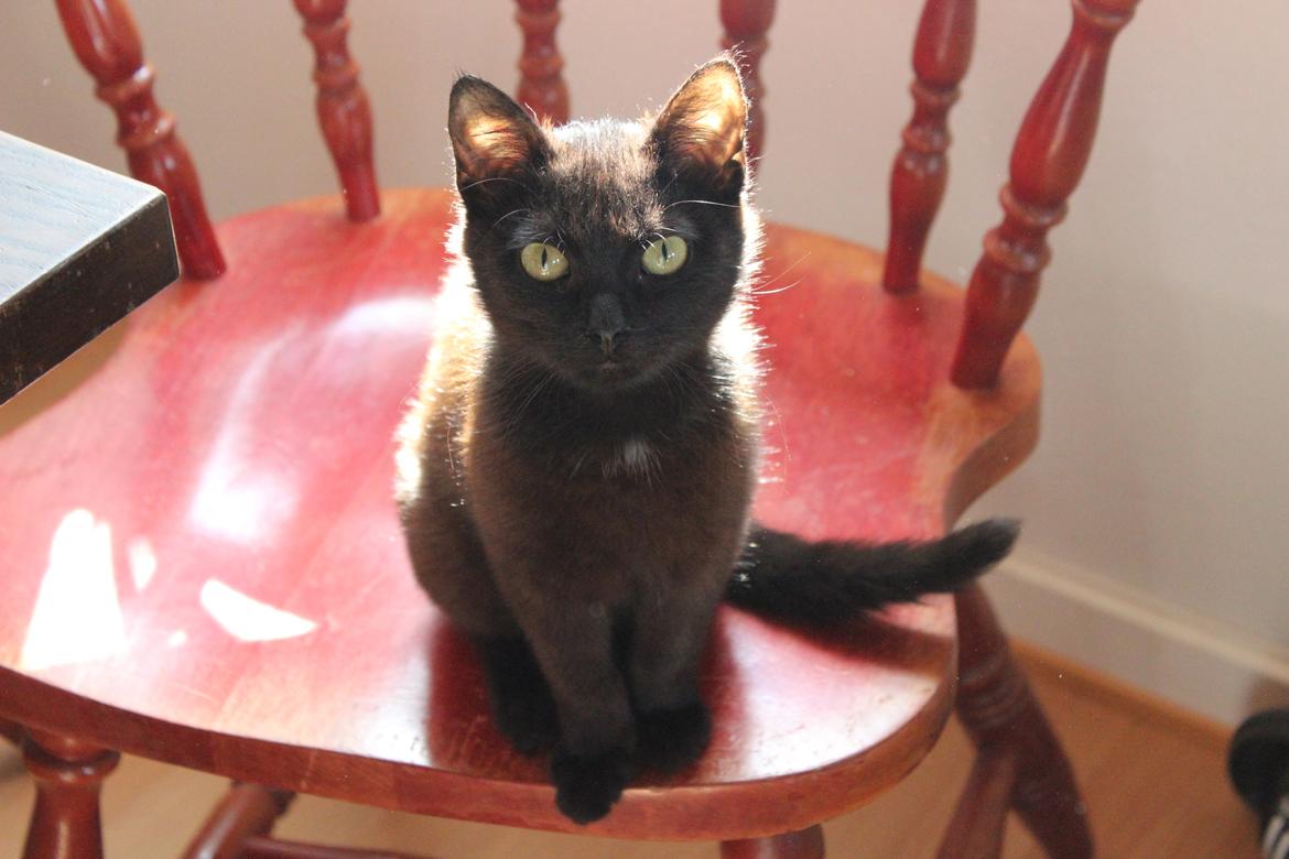 Huskat Niam billede 4