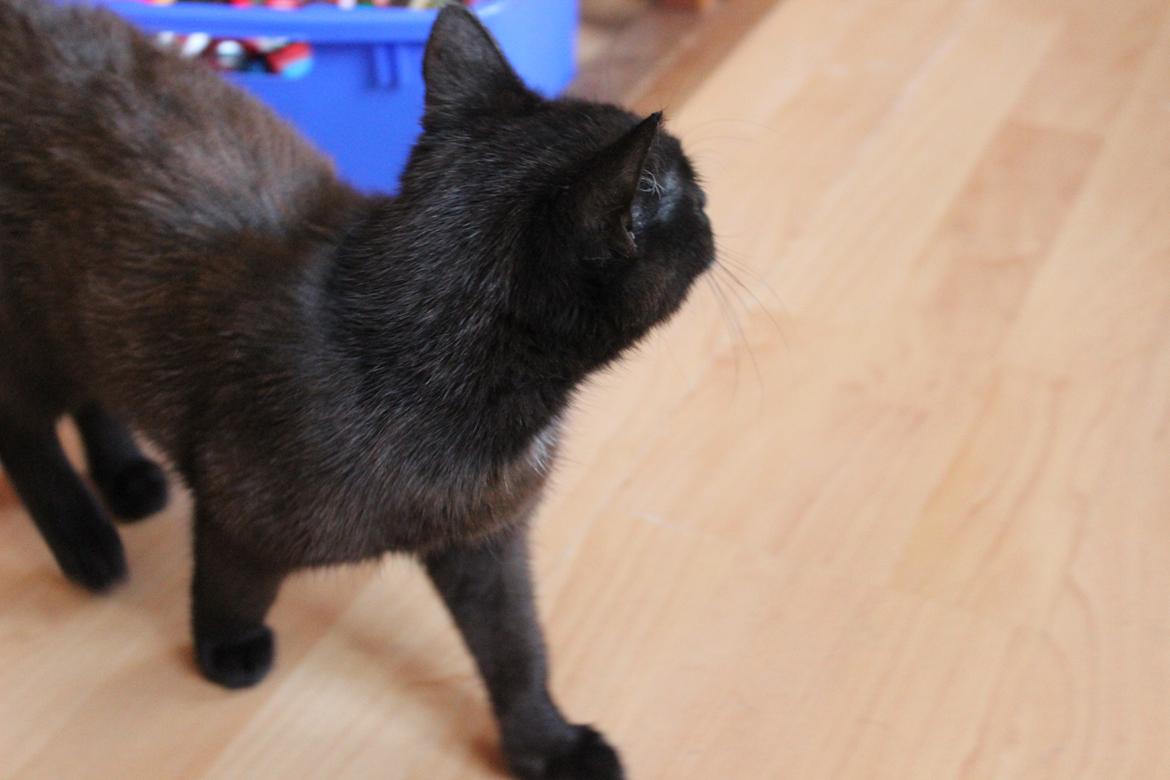 Huskat Niam billede 17