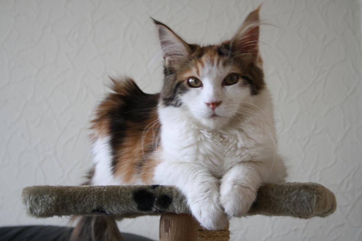 Maine Coon DK Brøderup's Adak "Aya" - Jeg mangler bare en krone.. billede 10