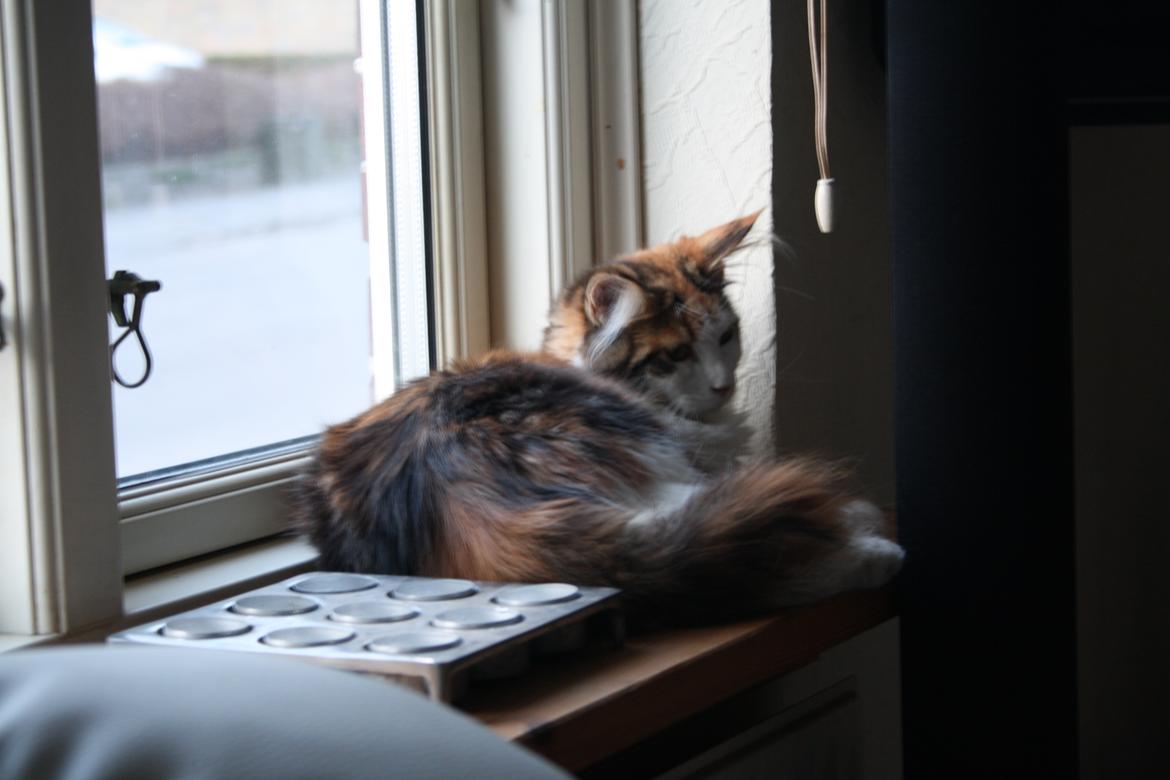 Maine Coon DK Brøderup's Adak "Aya" - Jeg ved ikke noget bedre end at ligge i vinduet billede 11