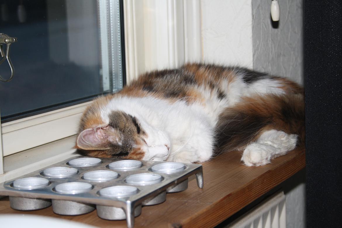 Maine Coon DK Brøderup's Adak "Aya" - Putter rigtig op af lysestagen billede 12