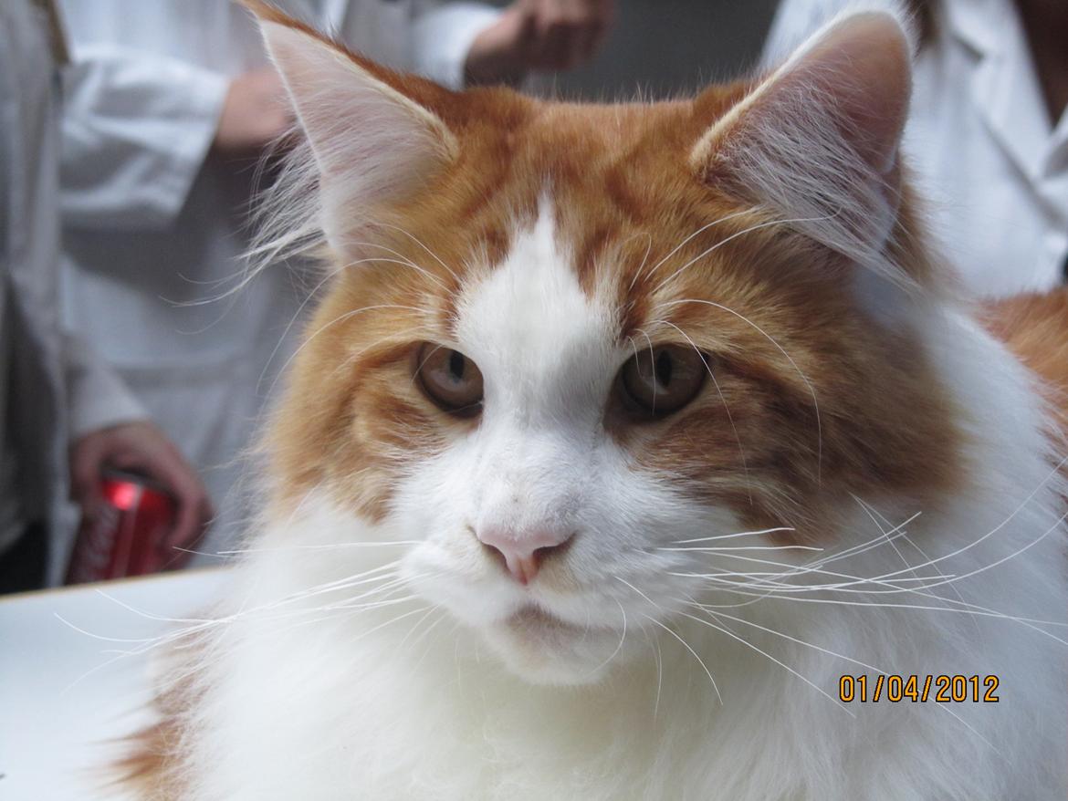 Maine Coon IC DK Bjørnholts Cosimo 9/6 - # 18. Min smukke dreng oppe ved dommeren i Fredericia. Han fik en flot EX 1 og BIV :D 
1 april 2012
 billede 18