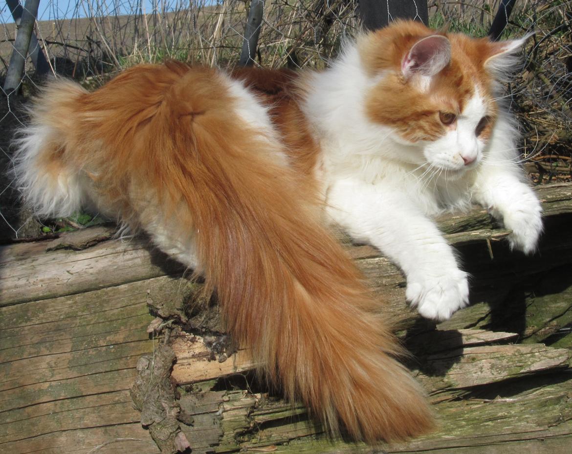 Maine Coon IC DK Bjørnholts Cosimo 9/6 - # 8. Cosimo nyder forårs solen. 25 marts 2012 billede 8