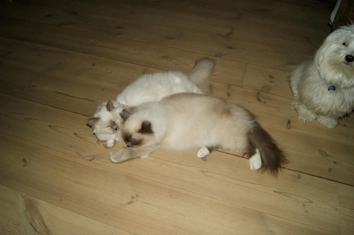 Hellig Birma Nuance´s Killing me softly (Luna) billede 14