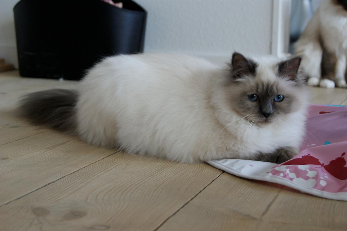 Hellig Birma Nuance´s Killing me softly (Luna) billede 15