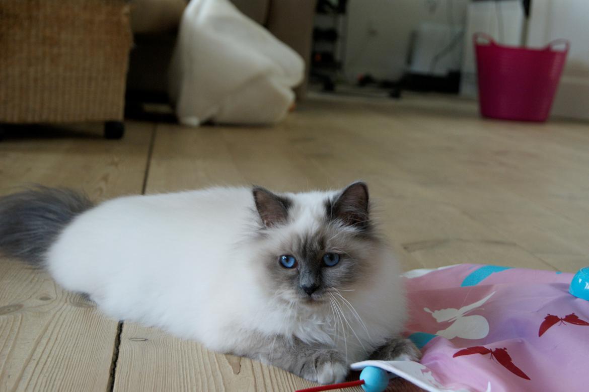 Hellig Birma Nuance´s Killing me softly (Luna) billede 16