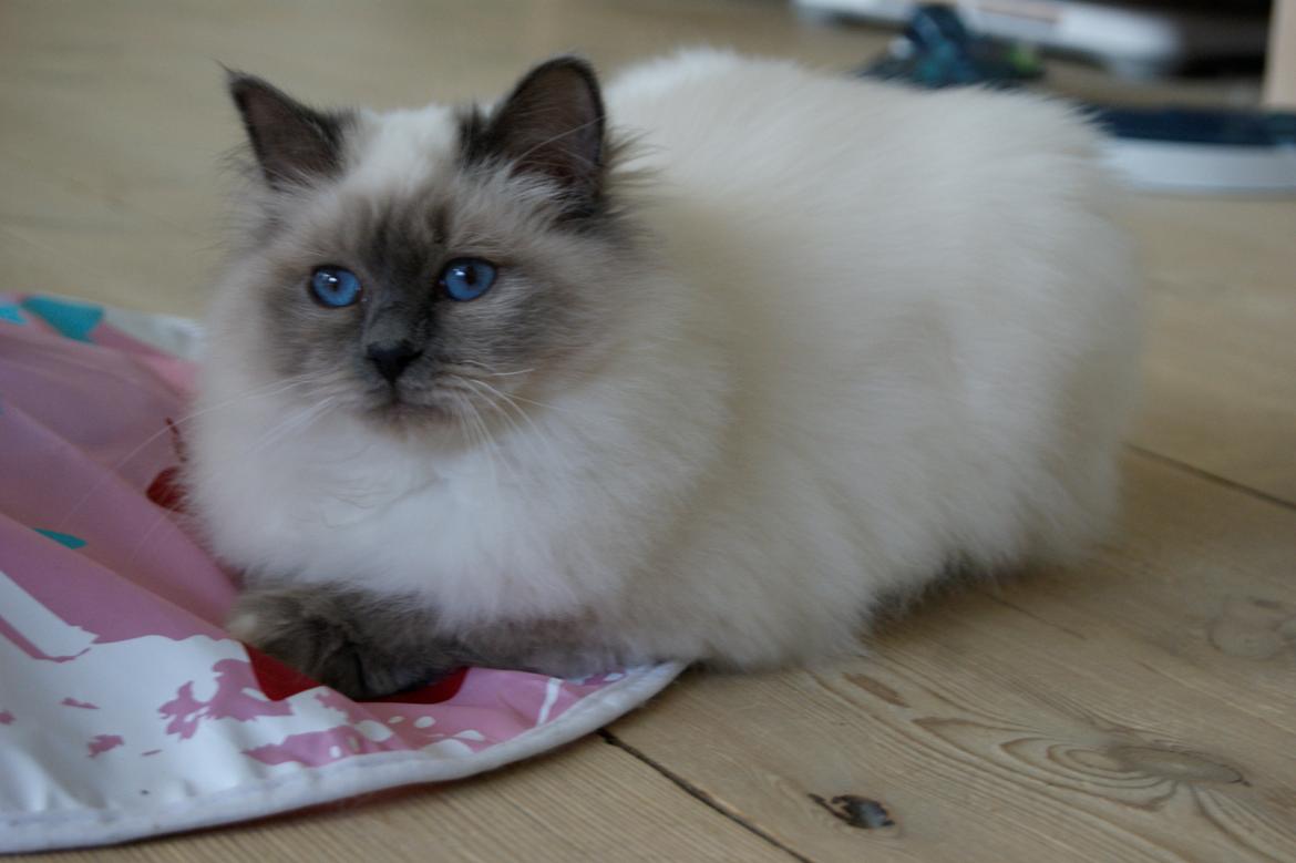 Hellig Birma Nuance´s Killing me softly (Luna) billede 17