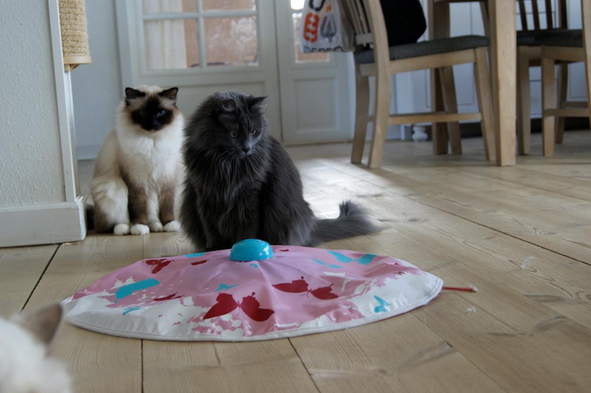 Norsk Skovkat Ditte billede 6