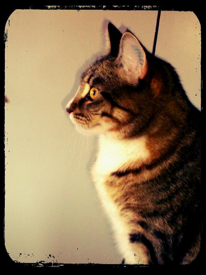 Blanding af racer Mille billede 1