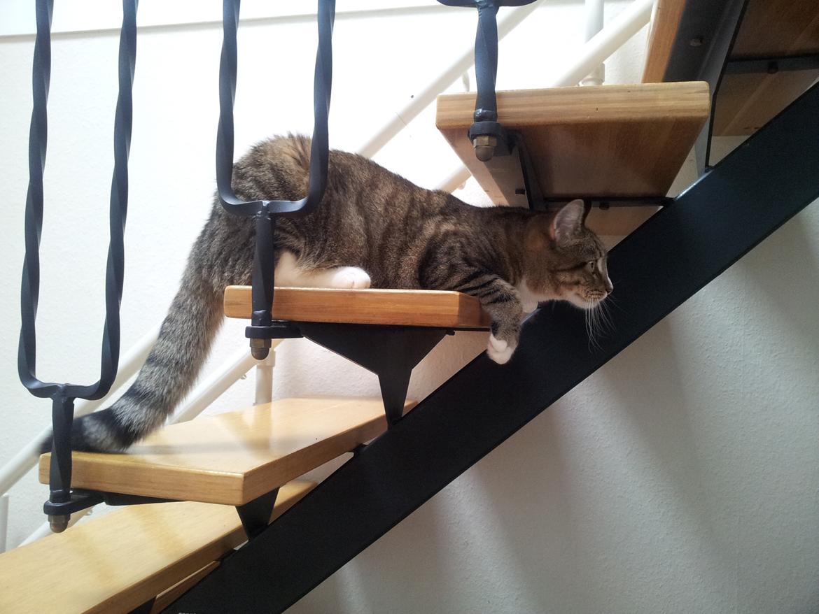 Blanding af racer Mille billede 2