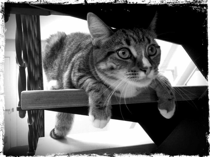 Blanding af racer Mille billede 3