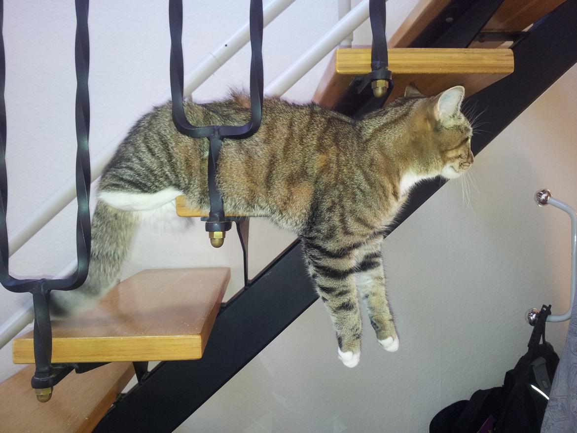 Blanding af racer Mille billede 4