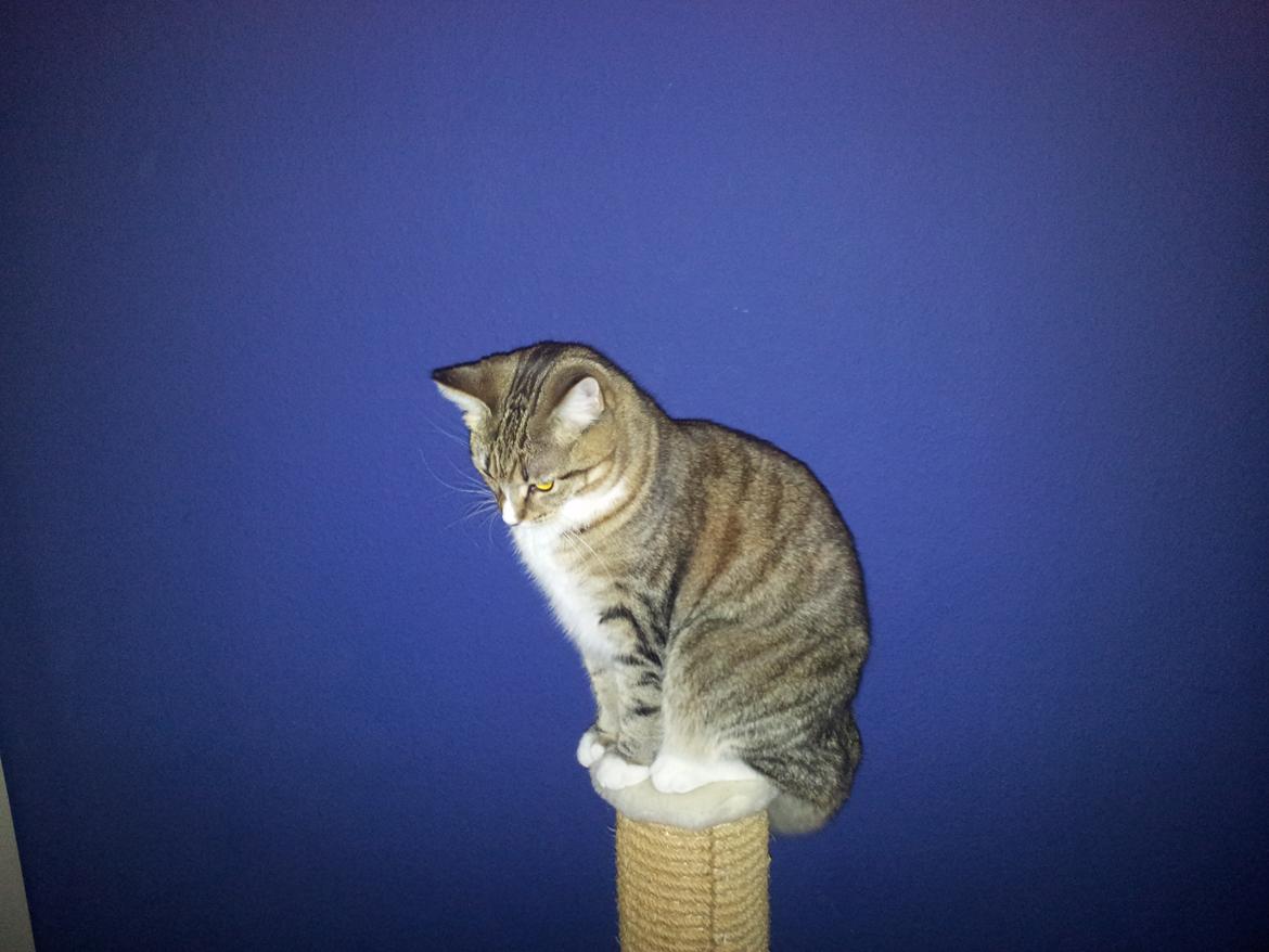 Blanding af racer Mille billede 5