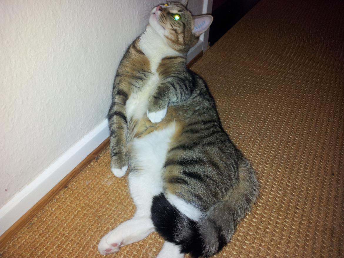 Blanding af racer Mille billede 6