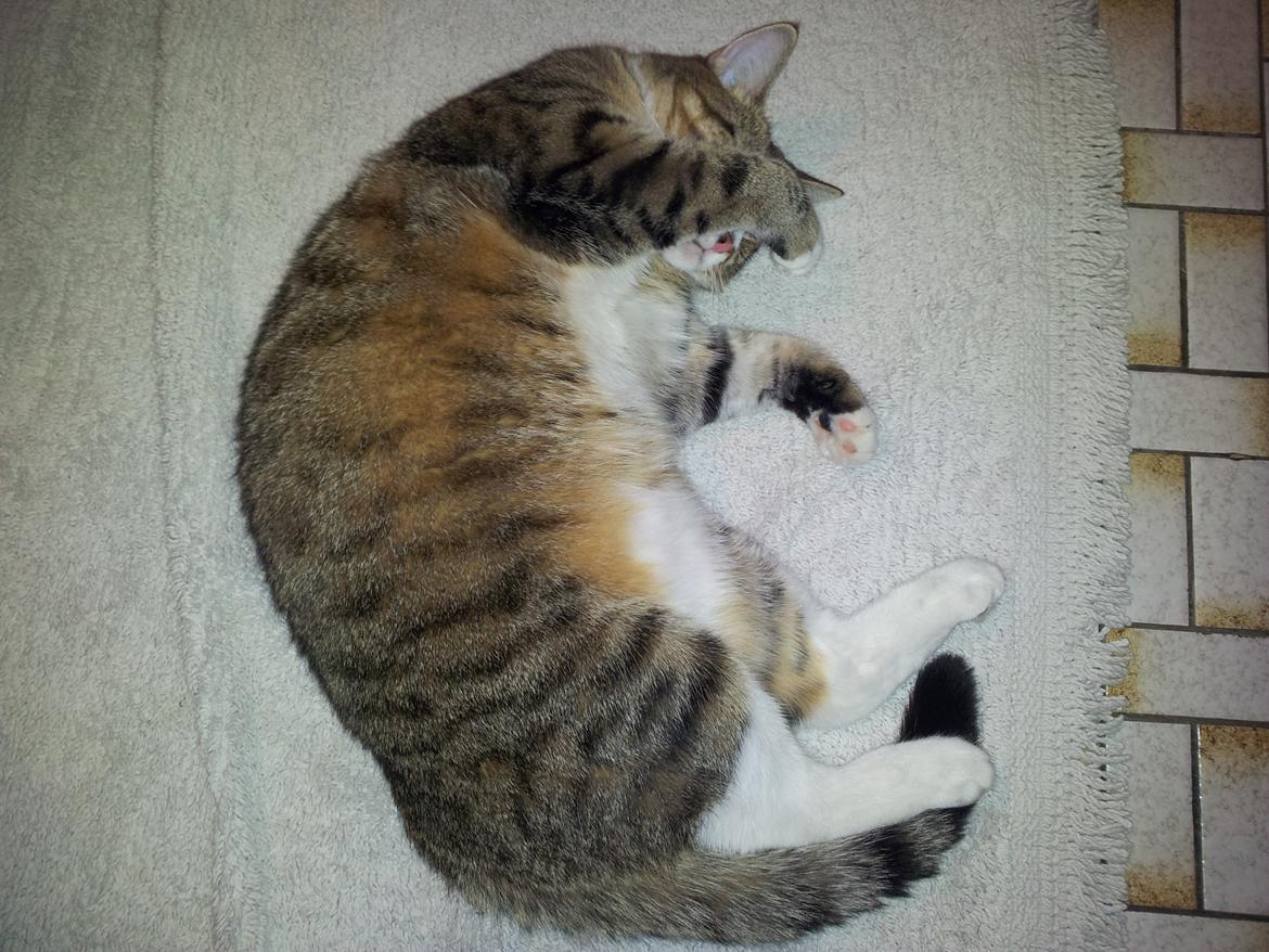 Blanding af racer Mille billede 7