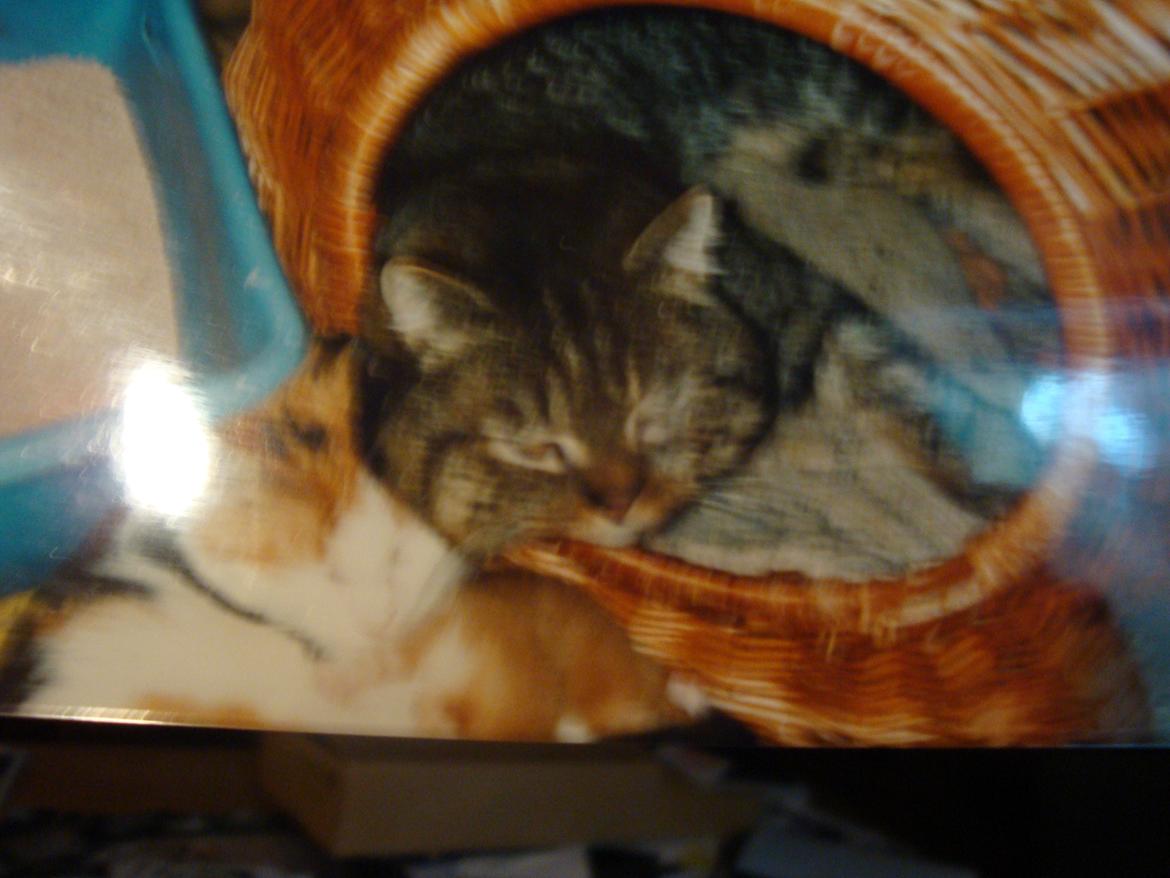 Huskat misse - Misses far junior i hyggestund med mage Sibylle og killinger billede 16