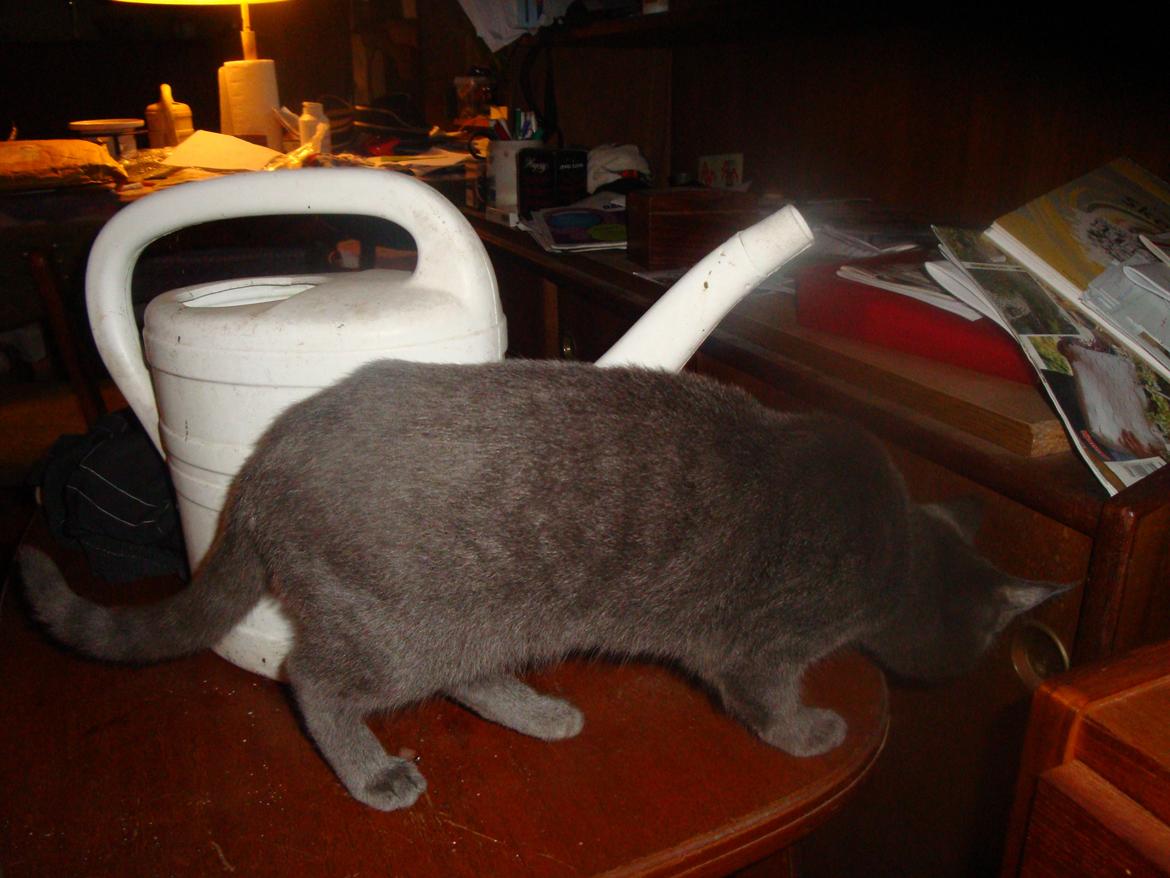 Huskat misse - kan i alle se hvor dygtig jeg er....studerer omhyggeligt det hele, her er et helt arsenajl af bøger-blade faldet ned, det kigger jeg efter...... billede 17