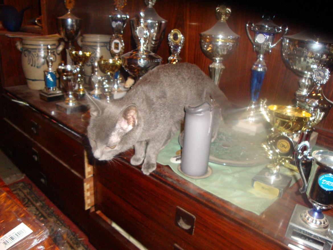 Huskat misse billede 18