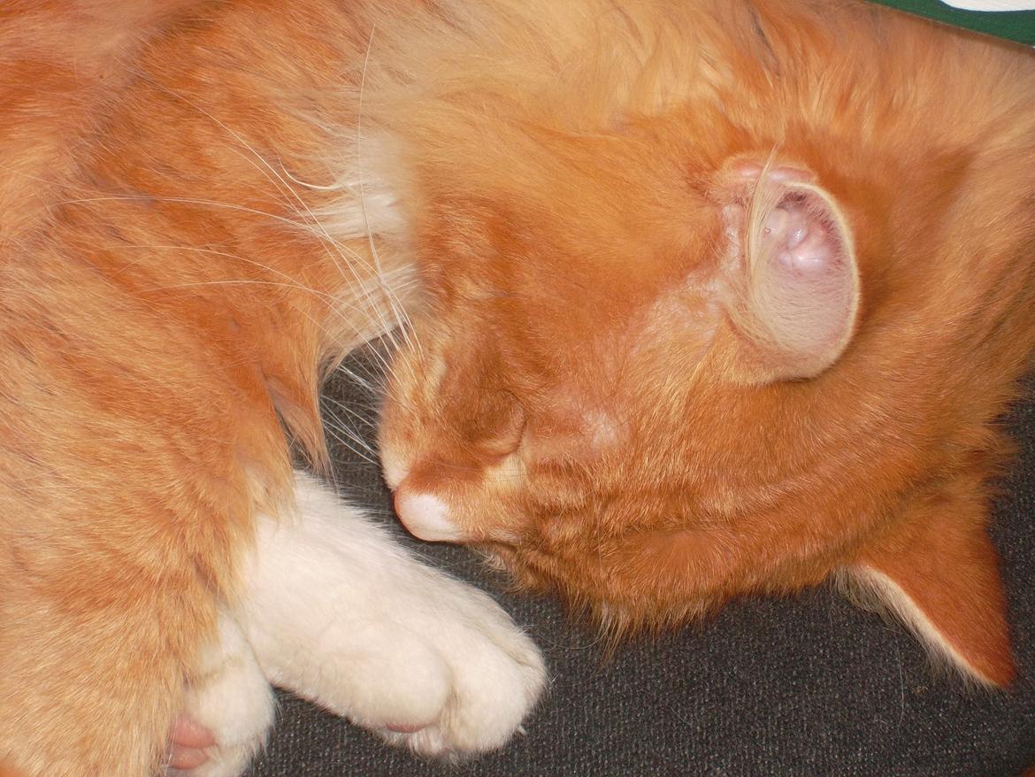 Blanding af racer laban - velkommen til min profil  billede 1