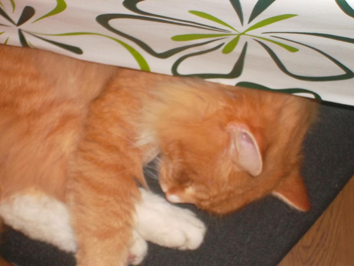 Blanding af racer laban - dejlig med en lur billede 2