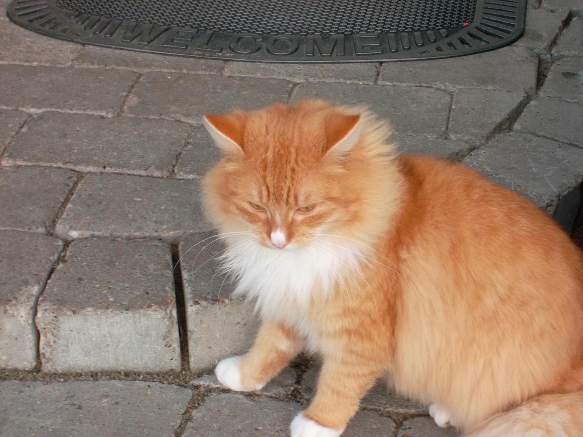 Blanding af racer laban billede 3