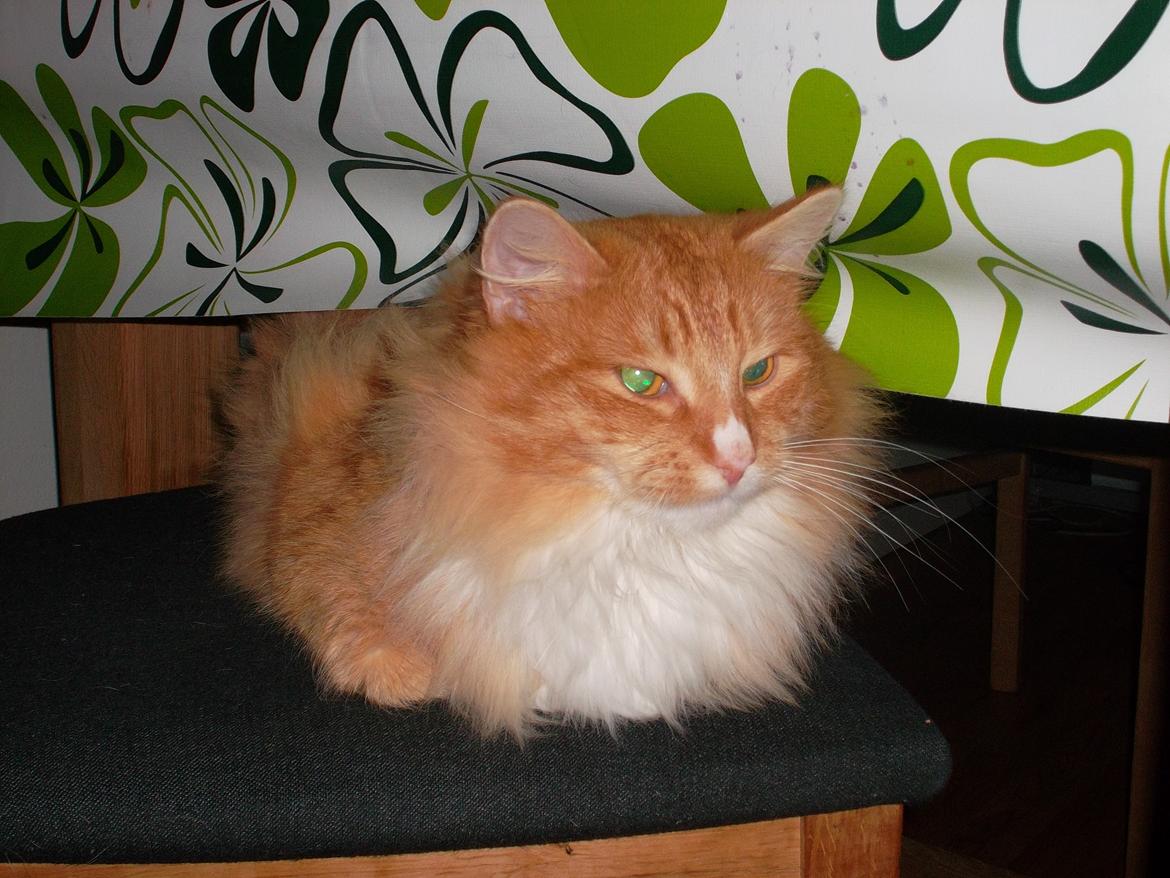 Blanding af racer laban billede 4