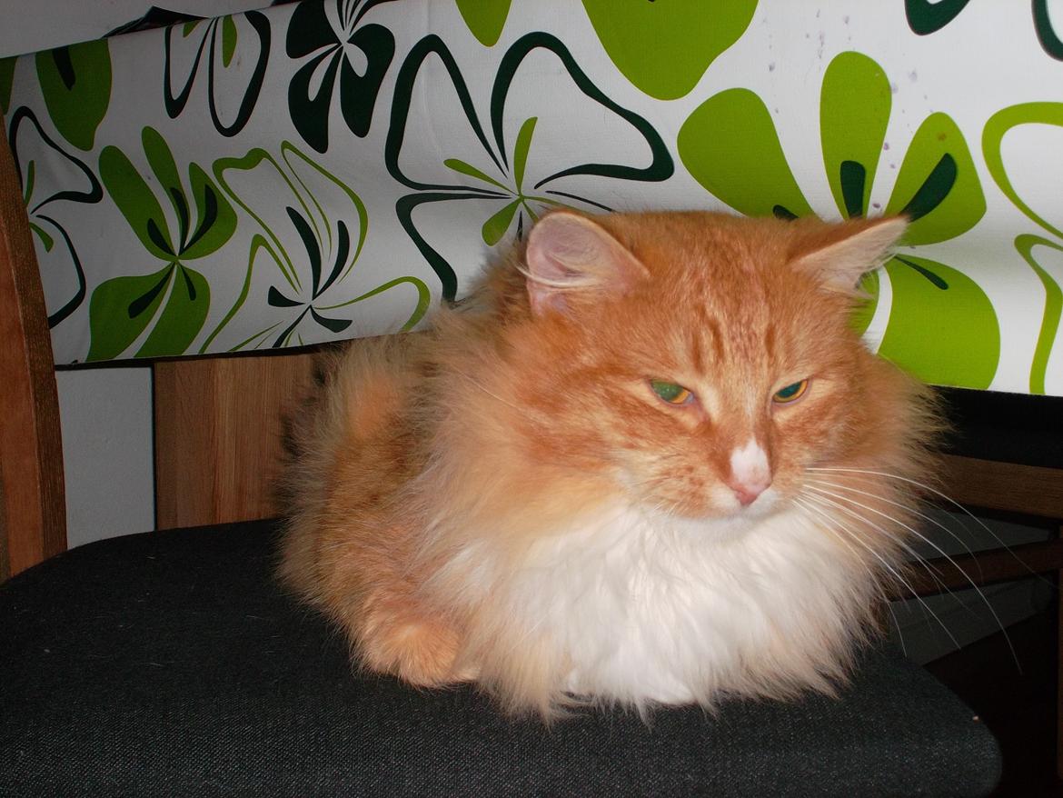 Blanding af racer laban billede 5