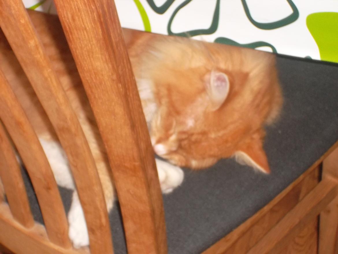 Blanding af racer laban billede 6