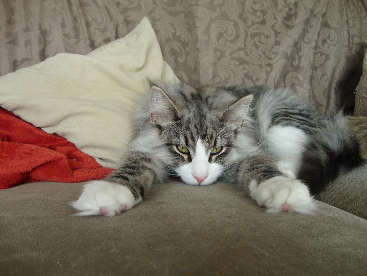 Norsk Skovkat Don Vito - den 10/4 -12 billede 10