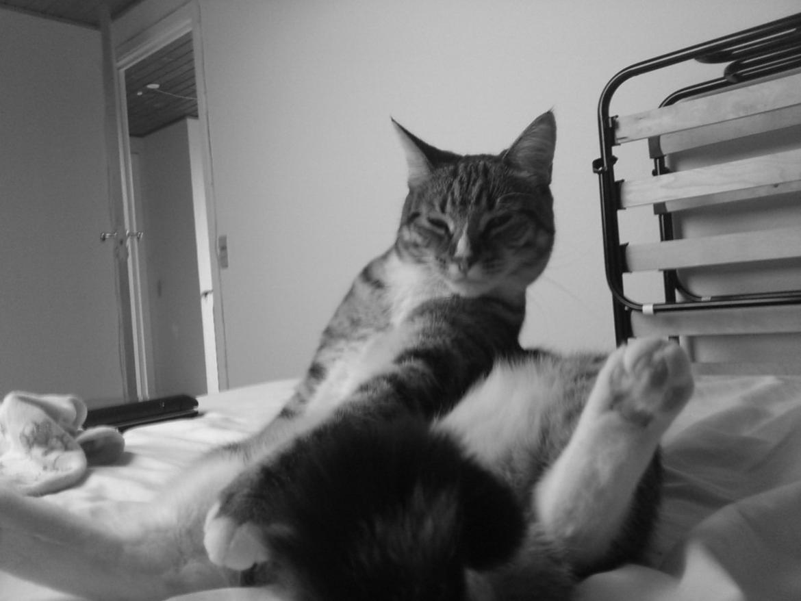 Blanding af racer Mille billede 8