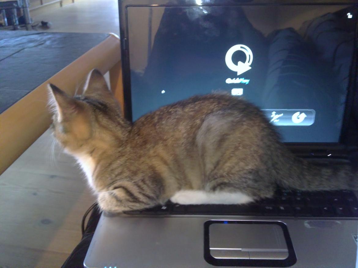 Blanding af racer Mille billede 9